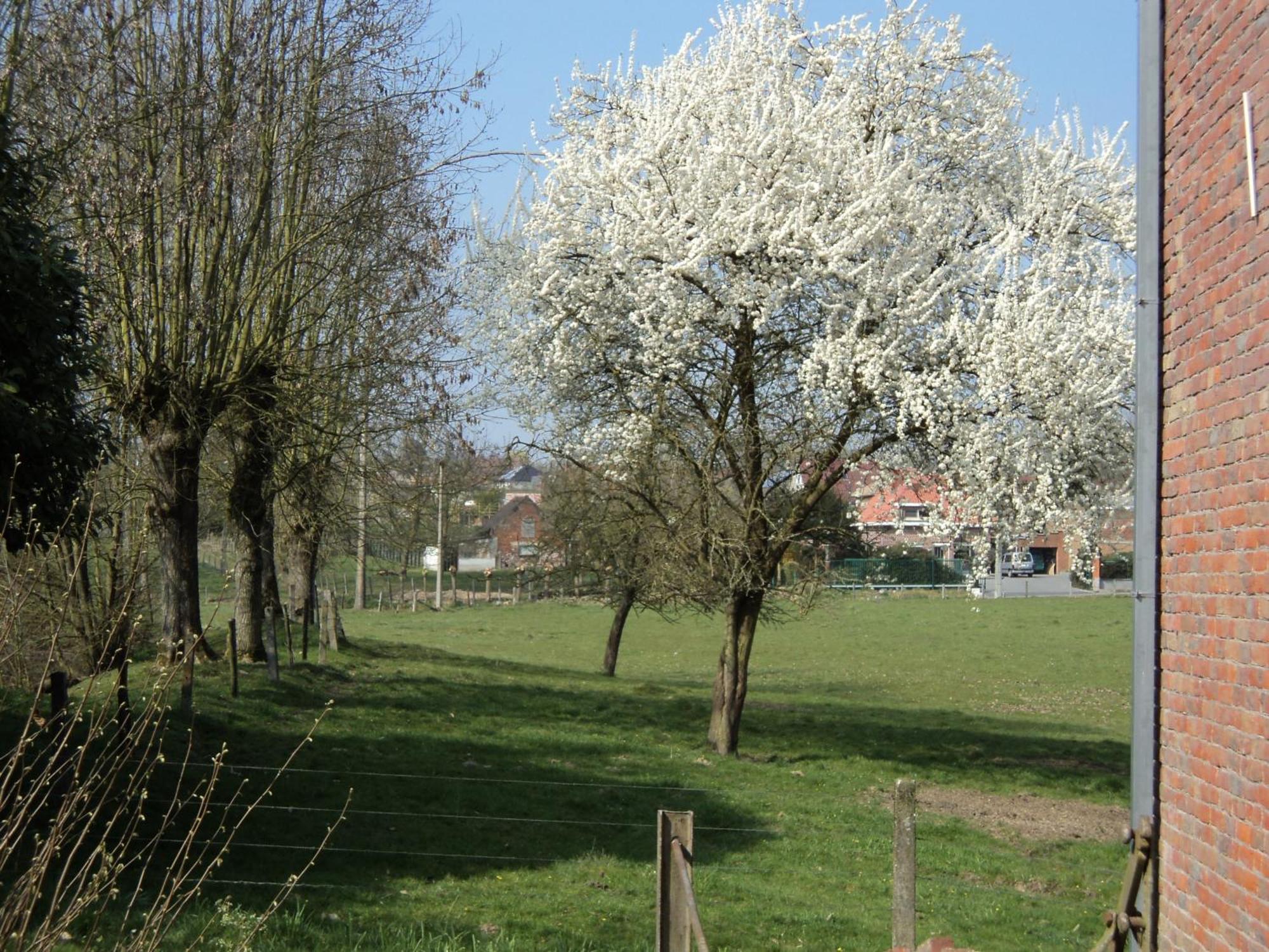 B&B Molen Ter Walle Geraardsbergen Eksteriør billede